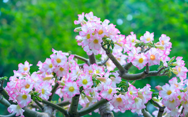 Tropical frangipani flowers blooming in the garden flavor shine when spring comes