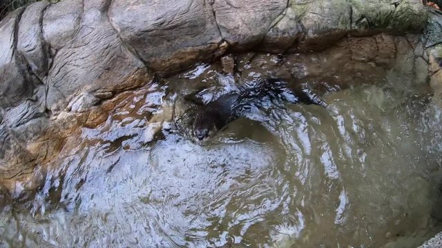 otter swimming back and forth in zoo 4k60p