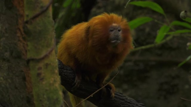golden lion tamarin yawns and shows mouth wide open