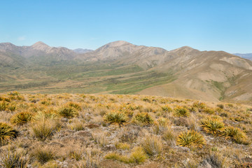 spear grass plants growing on barren hills above Awatere valley in New Zealand