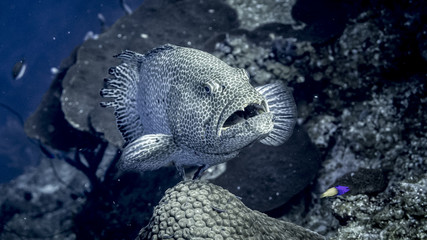 Grouper at a Cleaning Station