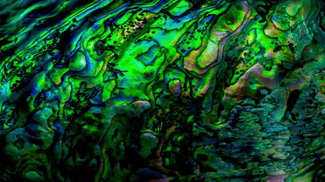 New Zealand paua shell (Haliotis Iris) close up as a luxury background flag blown in the wind.