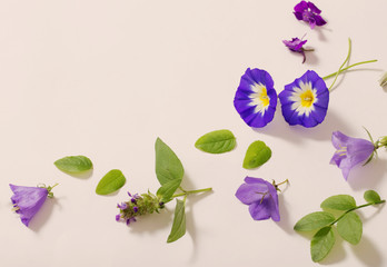 blue summer flowers on white background