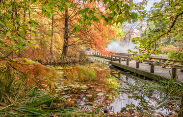 autumn park with a pond and leaves of lilies, a wooden bridge and white mist