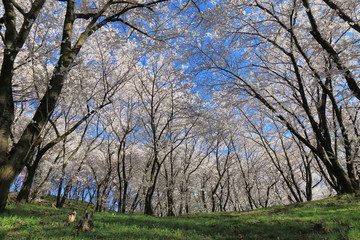 Cherry blossom in Matsumoto Nagano Japan