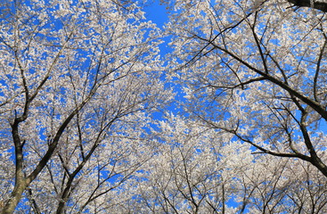 Cherry blossom in Matsumoto Nagano Japan