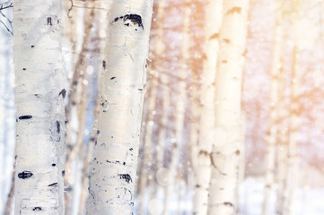 Natural landscape with trunks of birch trees in the sunlight.