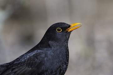 Obraz premium Common blackbird (Turdus merula)
