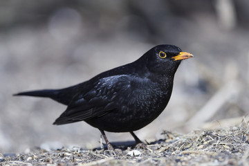 Common blackbird (Turdus merula)