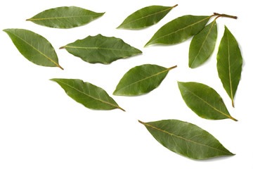 Laurel leaves isolated on a white background top view