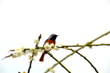 梅の花とジョウビタキ