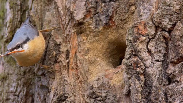 Eurasian nuthatch (Sitta europaea) at nesting cavity