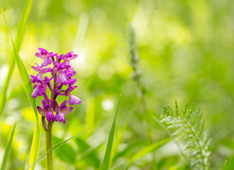 wild purple flower in green grass on a summer morning