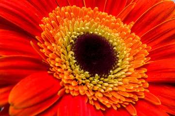 Flower of gerber daisy collection