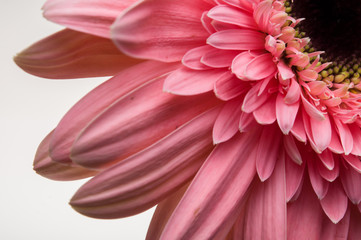 Flower of gerber daisy collection