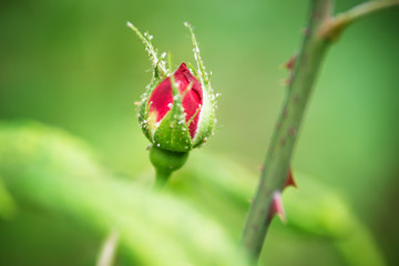 Lice on red rose bud close up, Austria