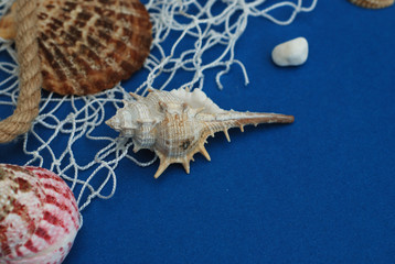Starfish, Shell, Stones, Rope and Net Against a Blue Background with Copy Space. Summer Holliday. Nautical, Marrine concept.