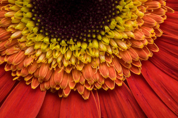Flower of gerber daisy collection
