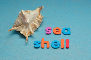 A seashell with the word sea shell on a blue background