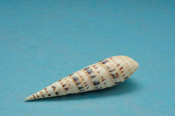 A seashell on a blue background