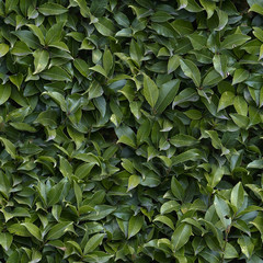 seamless texture, Bay leaf
