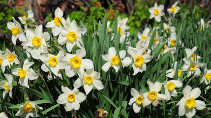 Fototapeta premium White spring garden narcissus flowers with red tulips springtime flower bed. Narcissus flower also known as daffodil, daffadowndilly, narcissus, and jonquil. Springtime background.