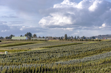 Fototapeta na wymiar Agricultural landscape in rural Oregon.