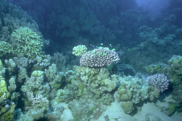 Fototapeta na wymiar 珊瑚と魚