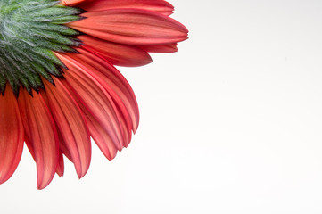 Flower of gerber daisy collection