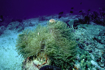 イソギンチャクとハナビラクマノミ