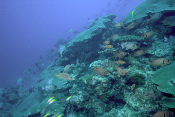 Naklejka na ściany i meble 珊瑚礁の魚たち