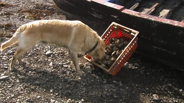 A Labrador inspecting a crate of oysters on the beach. A old wooden boat is in the background.