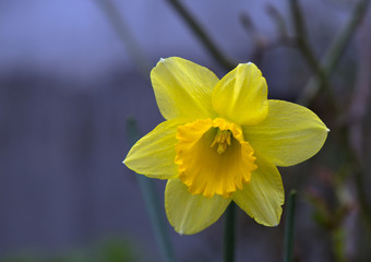 narcissus