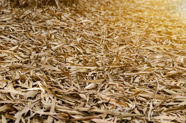  bamboo leaf drop on the floor and soft light