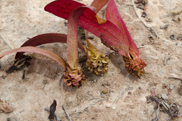 tree seed drop on the soil floor common name  Dipterocarpaceae
