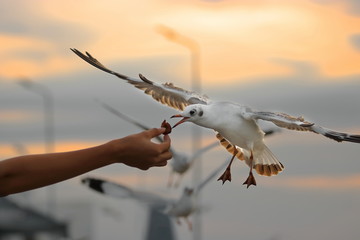 Obraz premium Seagull eating food off human's hand during sunset background. Selective focus and shallow depth of field.