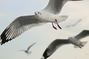 Obraz premium Seagulls flying in the sky ( Science name is Charadriiformes Laridae ). Selective focus and shallow depth of field.