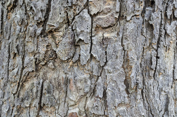 texture from tree wood / copy space