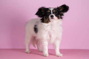 Puppy on a pink background