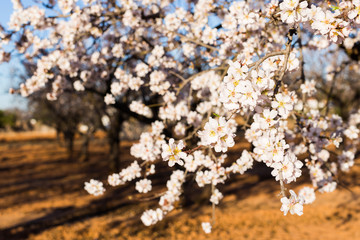 Spring, flowering and nature concept - beautiful almond flowers