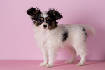 Puppy of papillon breed