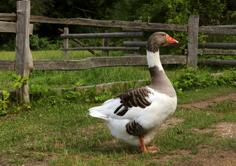 A well-fed domestic goose on the clean grass, near a wooden fence. For the Christmas market.