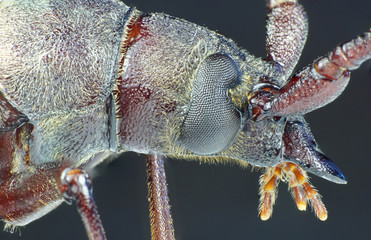 Macro view of a caucasian beetle of a woodcutter with eyes