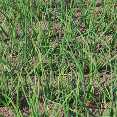 green leaves of onion. Organic food. Young plants.