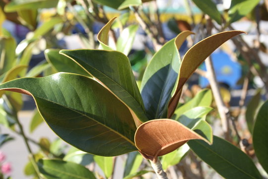 Fikus leaves in Croatia