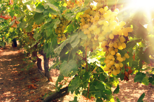 Vineyard landscape with ripe grapes at sun light.