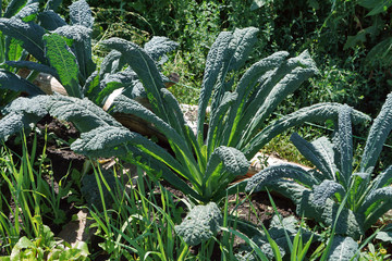 Fresh new kale farm in garden