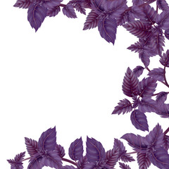 Fototapeta na wymiar Illustration of Basil, Decor of liane on the right. Illustration of leaves and branches of Basil for decoration. Inside an empty white background.