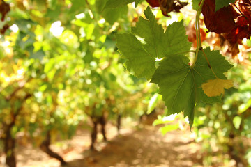 Vineyard landscape with ripe grapes at sun light.