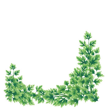 Wreath of parsley leaves at the lower border. Illustration for decoration. Inside an empty white background.